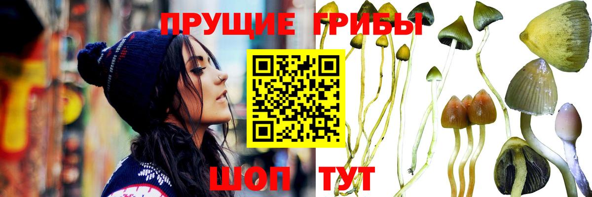 Старый Оскол  Псилоцибиновые грибы Psilocybine cubensis  продажа наркотиков  Вход с VPN 